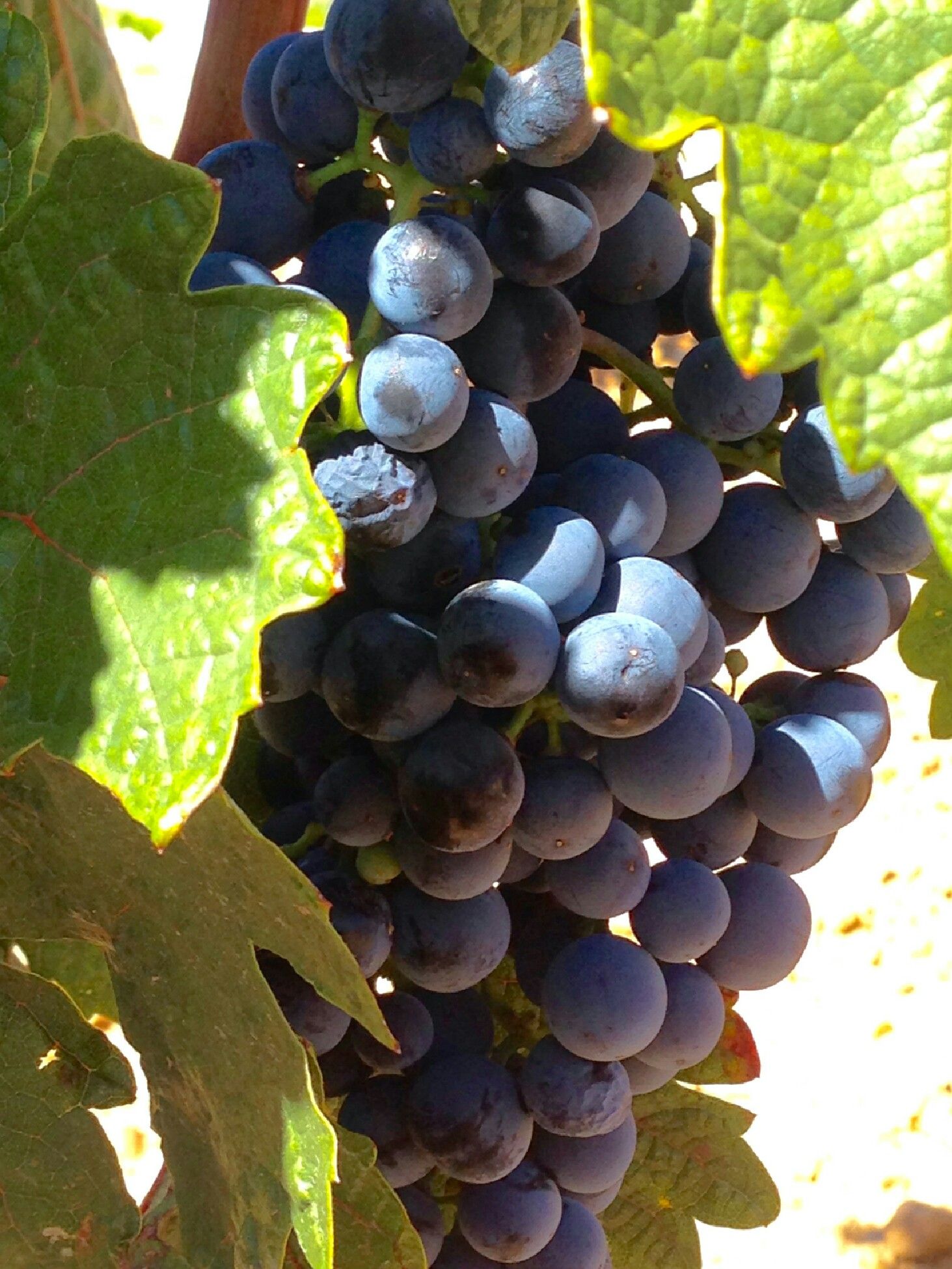 Uvas Figuero