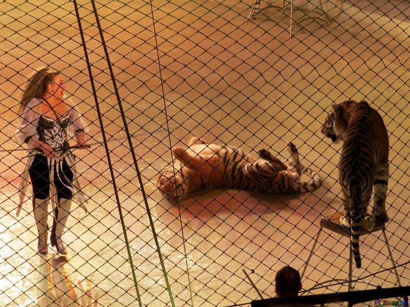 Circo Animales Tigres