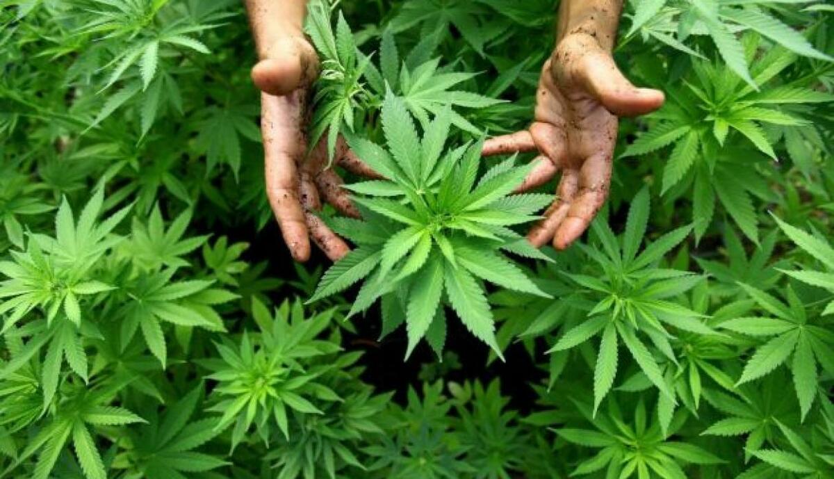 foto cannabis