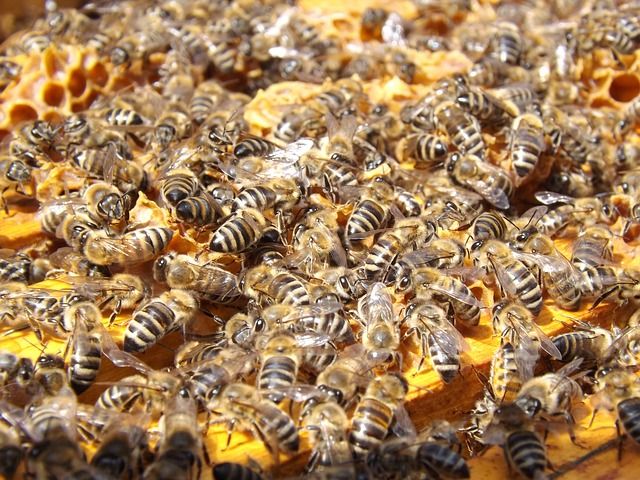 colonia abejas