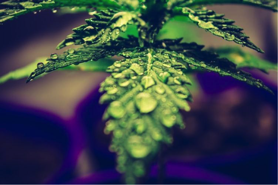 marihuana