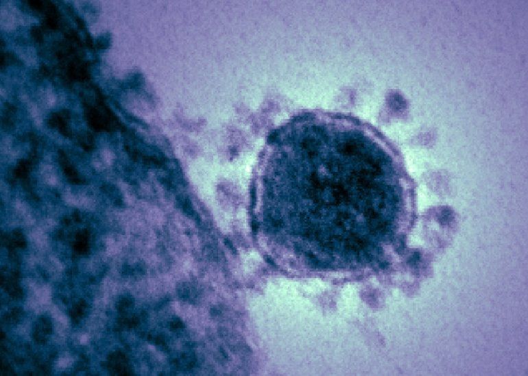 coronavirus