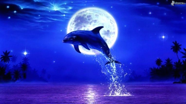 delfines-saltando-mes-luna-llena-190705
