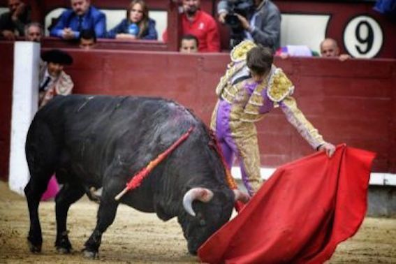 foto Toro de Lidia