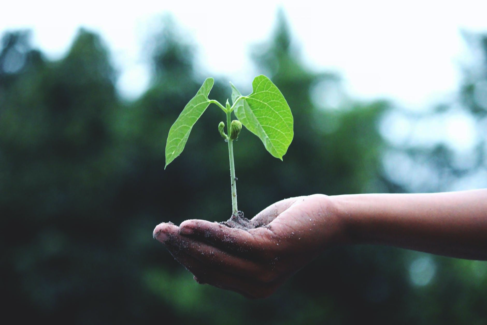 Anticapitalismo sí, pero así no, Ecologistas en Inacción