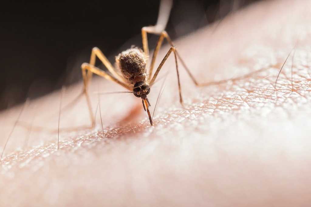 Mosquitos, visitantes habituales a los turistas