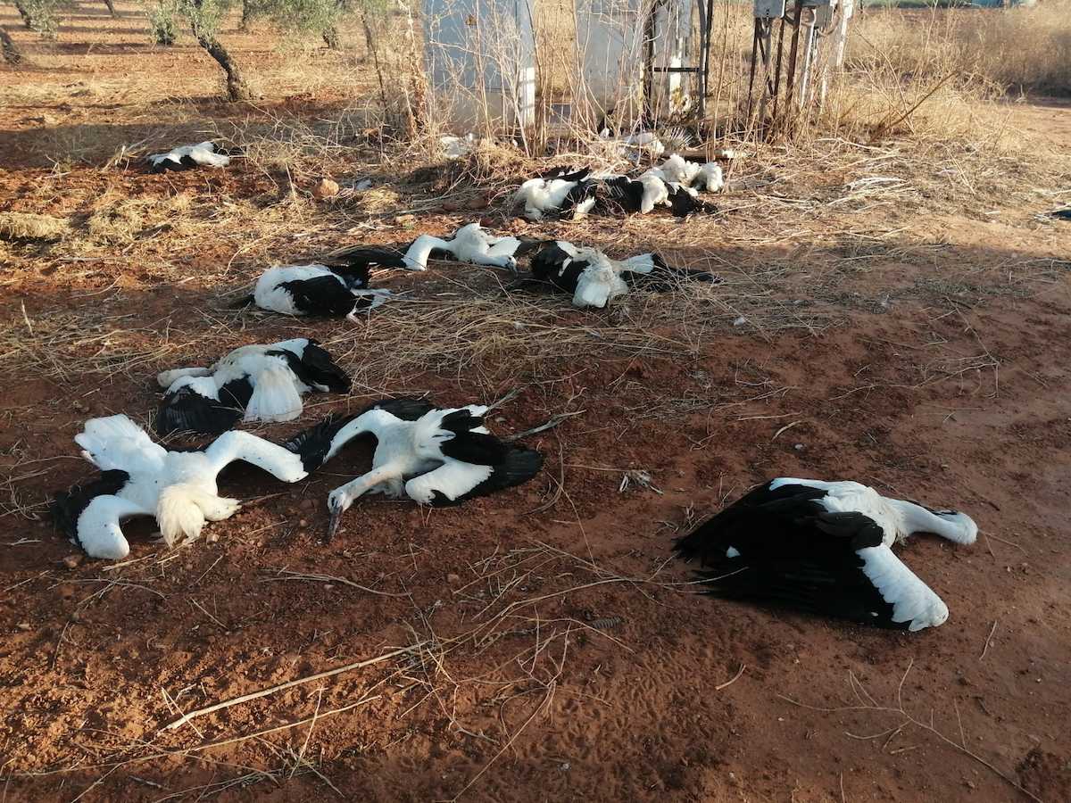 Instalación donde se produjo la muerte de las cigüeñas. Foto: SEO/BirdLife/ Isaac Cortes Ruíz