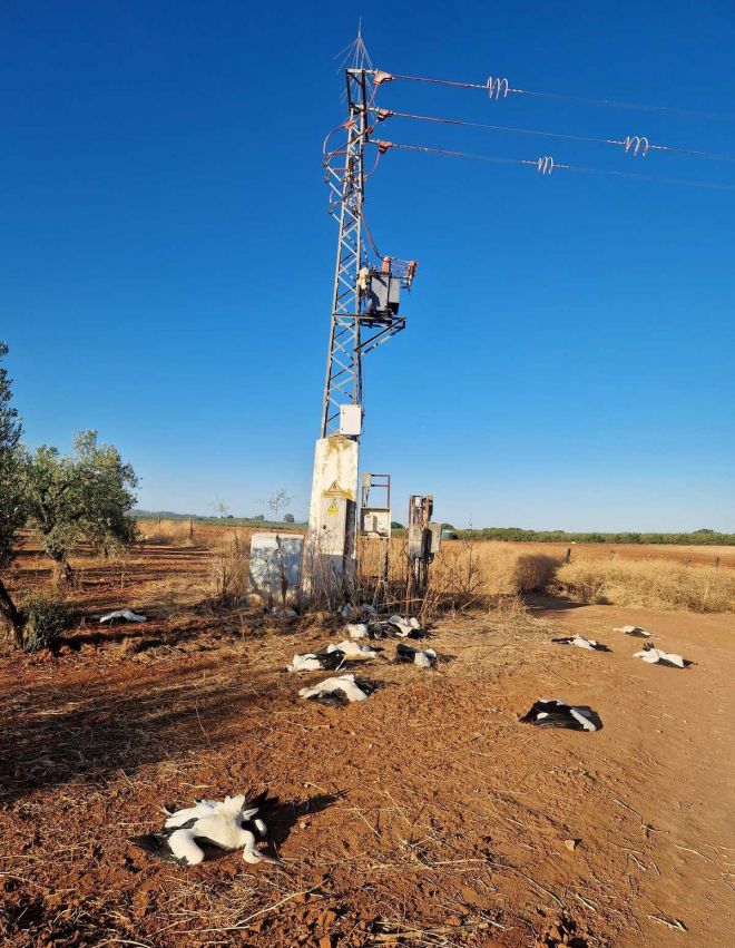 Poste en el que se produjo la electrocución de las cigüeñas. | Foto: 