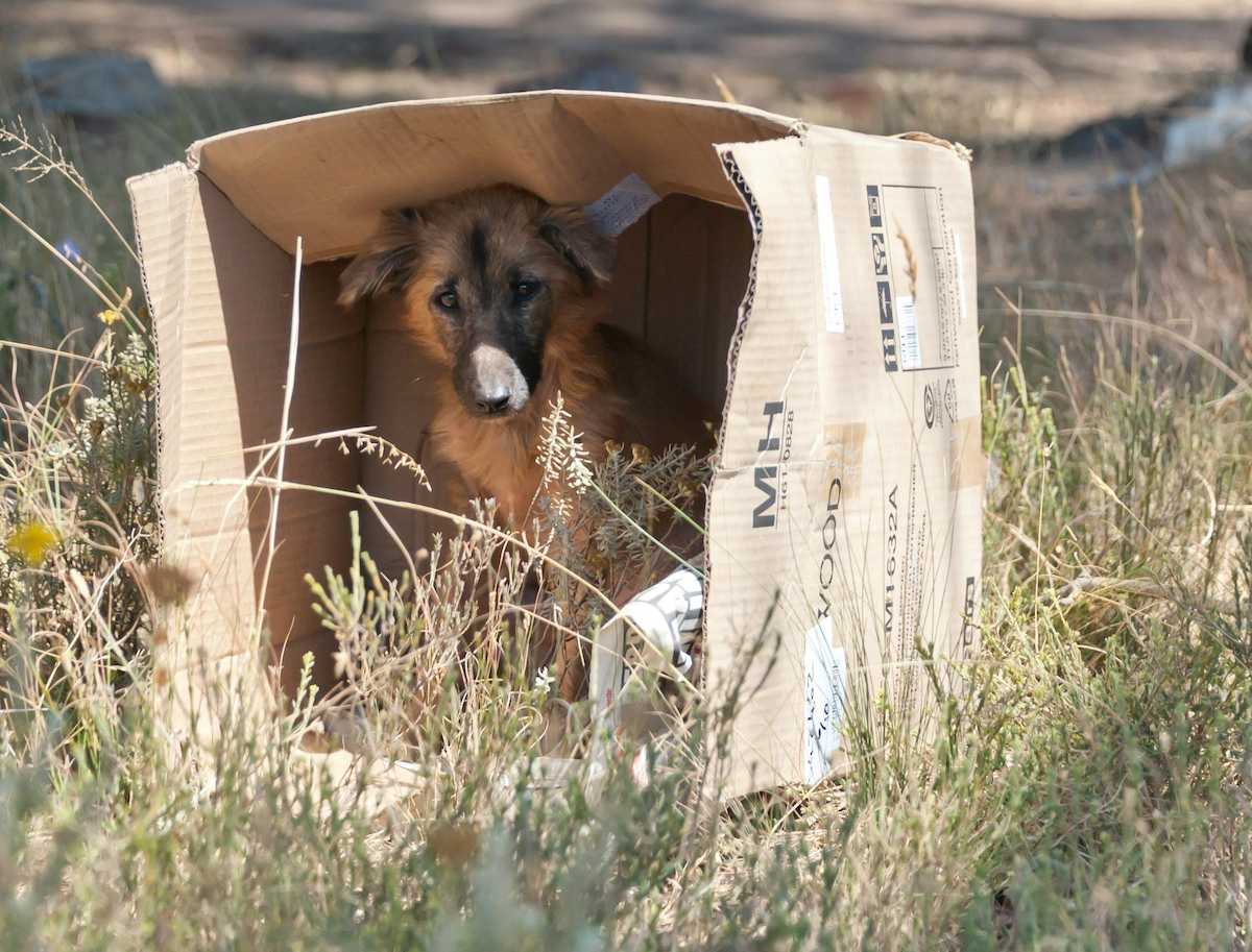 Para las infracciones graves se contempla una multa de 10.000€ a 50.000€. Las infracciones graves incluyen actos de abandono deliberado de mascotas o maltrato severo que pongan en riesgo la vida y bienestar del animal.  | Foto: Pexels