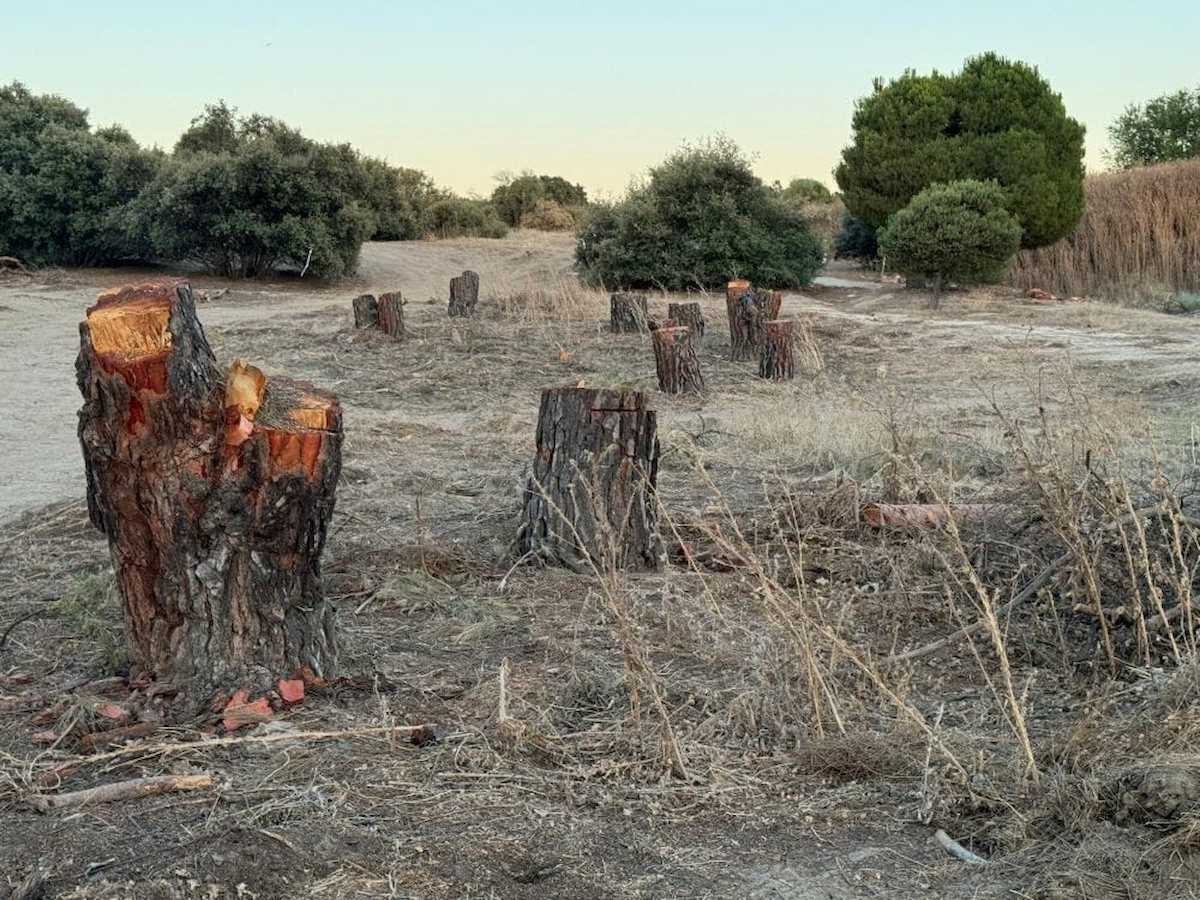 Tocones de pinos piñoneros talados para iniciar las obras de urbanización en Montegancedo. | Foto: Ecologistas en Acción