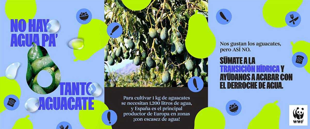 WWF destaca ejemplos paradójicos como el hecho de que España sea el principal productor de aguacates de Europa en zonas con escasez de agua. | Foto: WWF