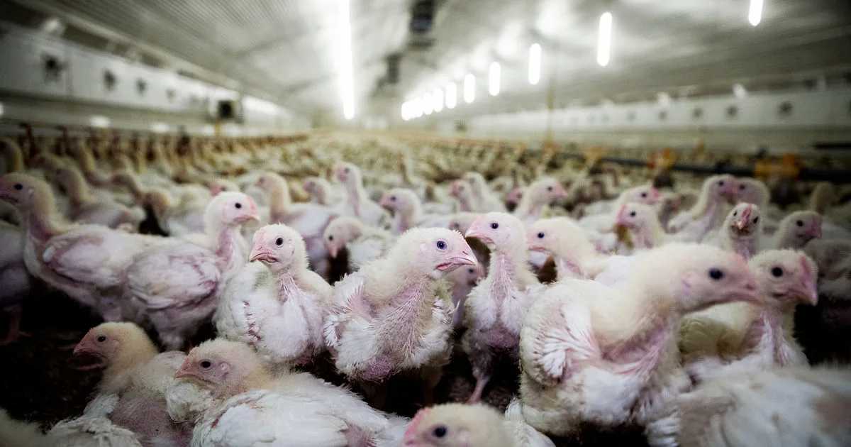 El consumo directo de agua de la macrogranja, sin contar el agua necesaria para producir el alimento de las gallinas, sería de más de 61.000 m3/año, una tercera parte del consumo estimado para el municipio de Sineu. | Foto: Greenpeace