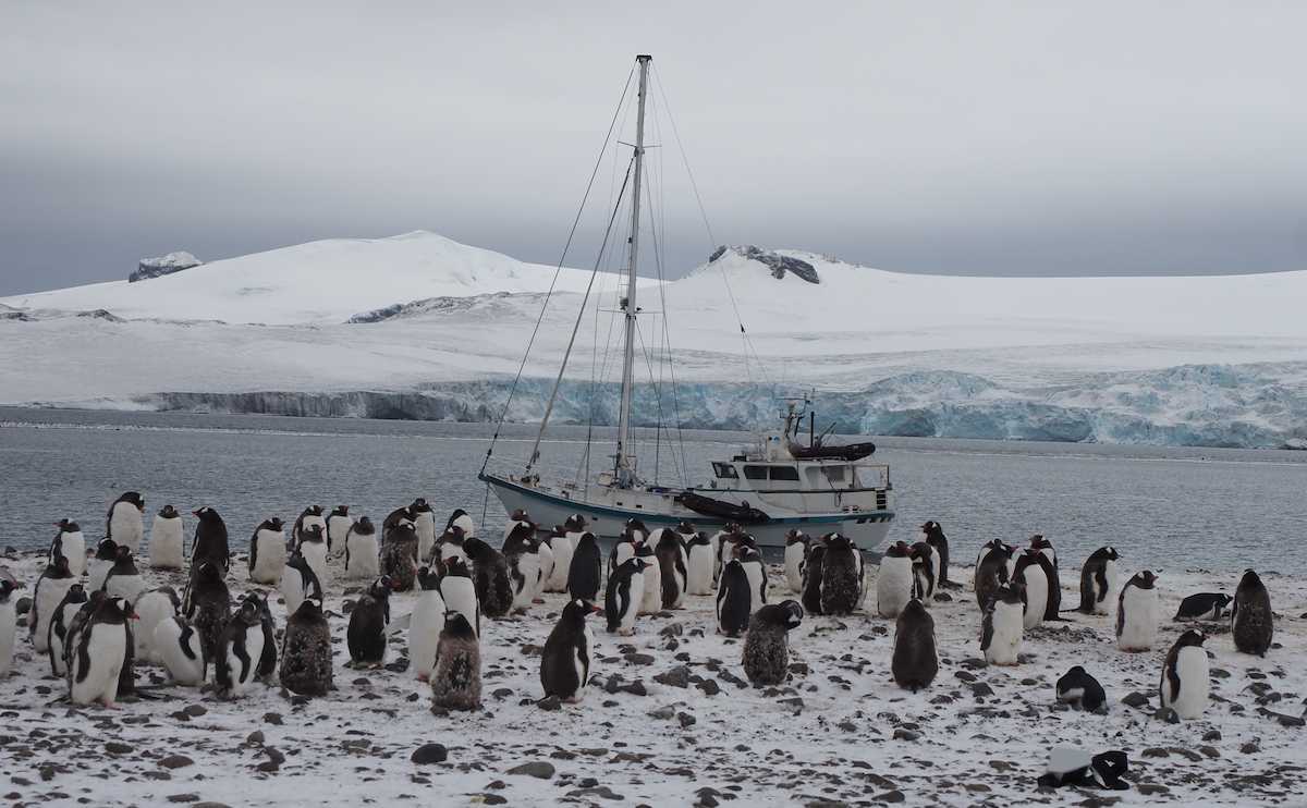 El velero de la expedición Australis ante una colonia de pingüinos en la Antártida, una especie afectada por la dispersión de la gripe aviar. | Foto: Antonio Alcamí