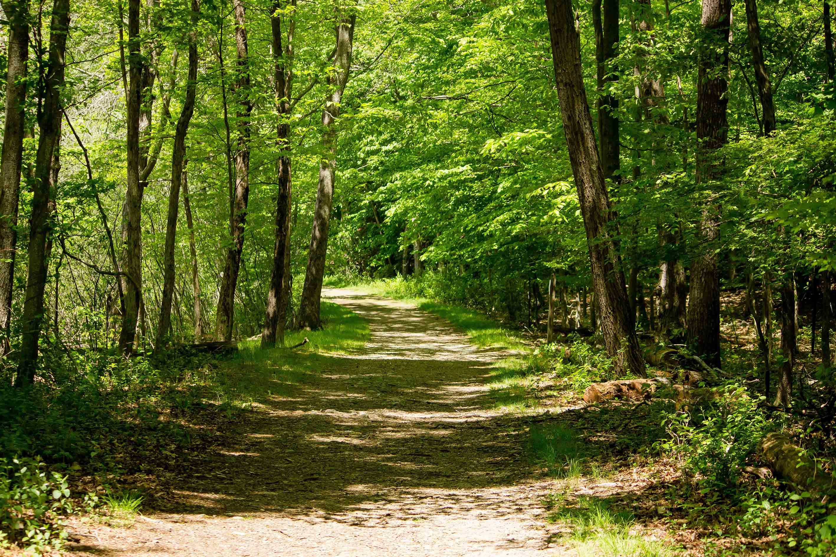 Los bosques son uno de los ecosistemas afectados por su resistencia al aumento de los estresores ambientales. | Foto: Freepick