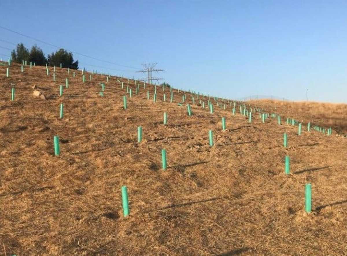 Según los cerca de 40 colectivos, no queda ningún ejemplar vivo en las plantaciones realizadas por el Ayuntamiento de Madrid en Carabanchel, en la M40. | Foto: Ecologistas en Acción