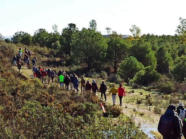 Miles de pinares de la comarca de Valdelamusa deberán eliminarse para la construcción de la balsa minera.