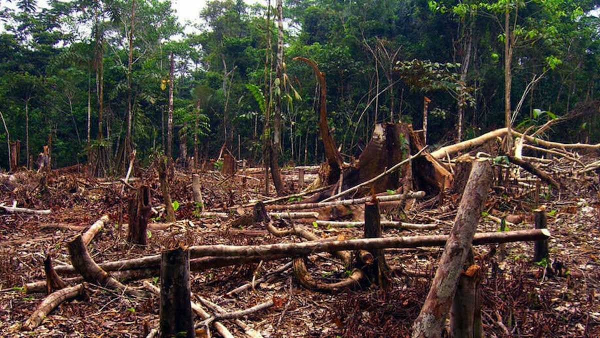 Para el 91% la deforestación es la tercera preocupación ambiental, detrás de la contaminación del agua y su escasez y la destrucción de ecosistemas naturales. | Foto: Ecologistas en Acción