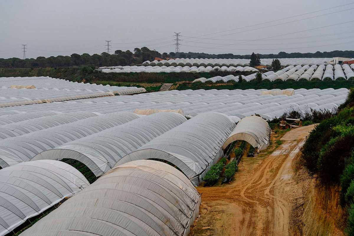 Uno de los regadíos ilegales bajo plásticos en Doñana por el que WWF exige medidas cautelares a la Junta de Andalucía y a Moreno Bonilla. | Foto: Santi Donaire/ WWF