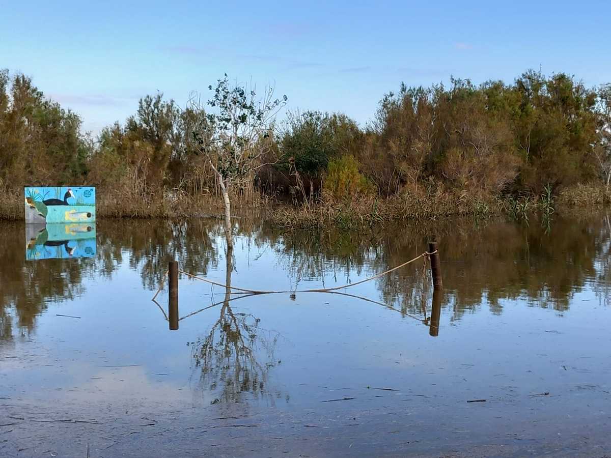 Tancat de la Pipa tras la Dana o cómo la integración de la naturaleza en las políticas sectoriales es clave.| Foto: SEO/BirdLife