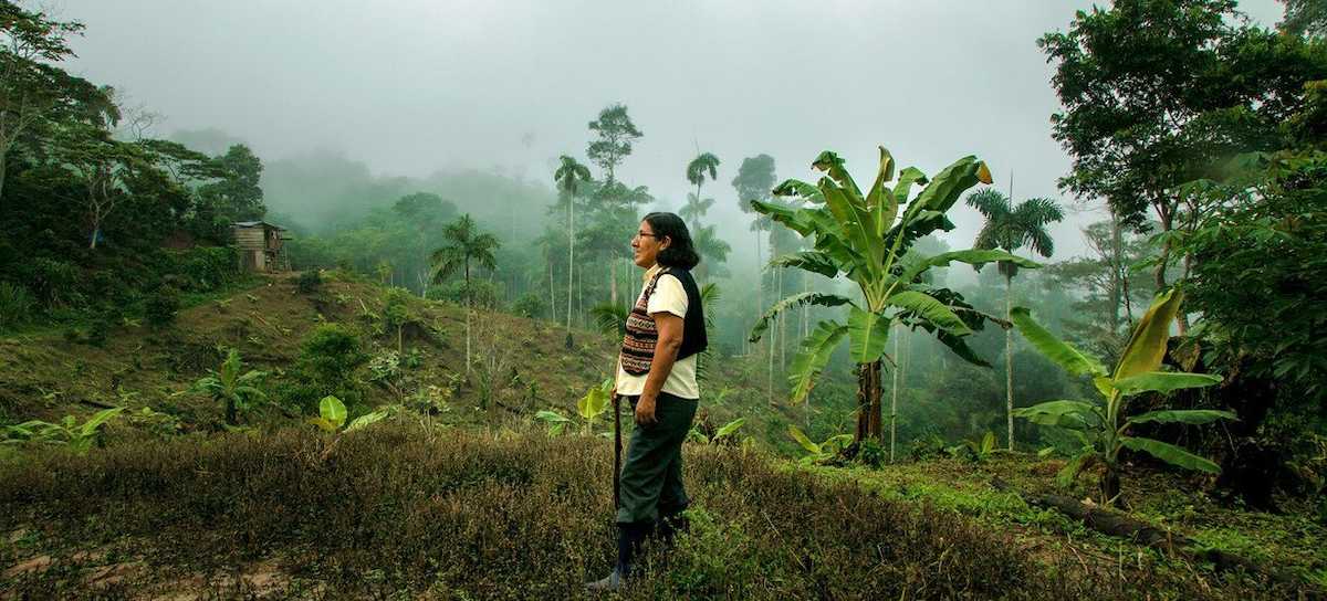 Las comunidades indígenas de Perú cultivan café ecológico para mejorar sus medios de subsistencia. | Foto:  PNUD Peru