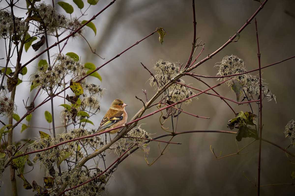 El ritmo de pérdida de biodiversidad sigue aumentando, por lo que se incumplirán objetivos cruciales de conservación de la Estrategia, tanto de hábitats como de especies. | Foto: Pexels