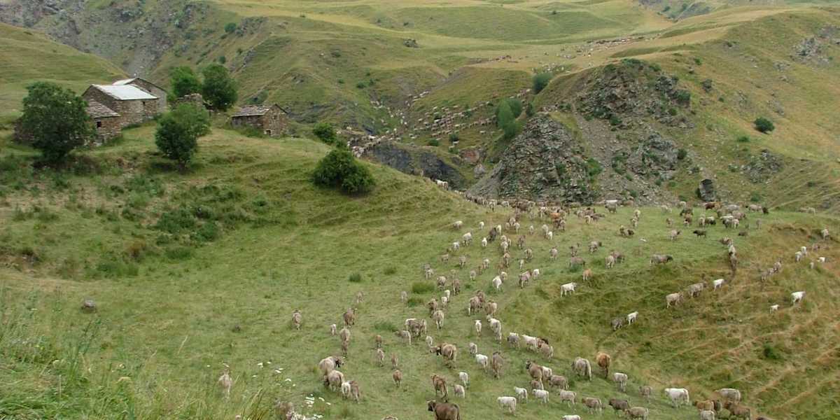 La Estrategia Nacional de Infraestructura Verde y de la Conectividad y Restauración Ecológicas (ENIVCRE) entró en vigor el 14 de julio de 2021, habiéndose superado el plazo establecido de tres años en el que el Gobierno de Aragón tenía que haber aprobado la estrategia. | Foto: Ecologistas en Acción