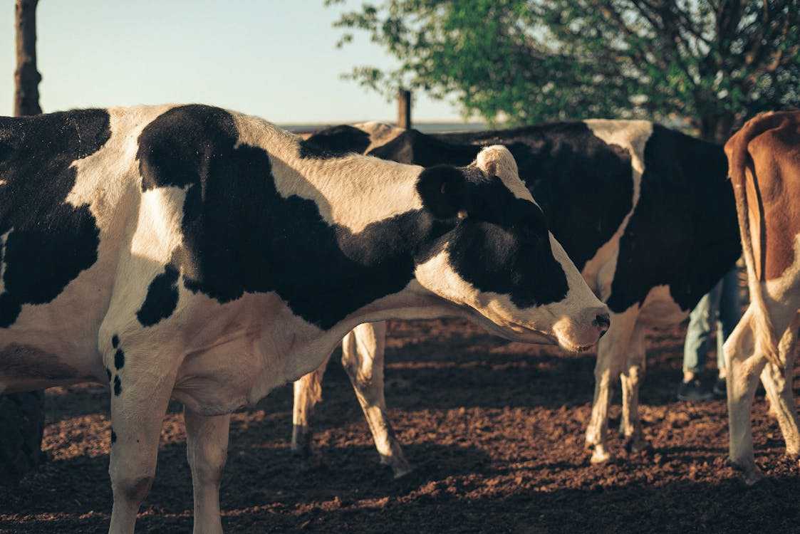 Según SEO/BirdLife y WWF, la aplicación de cláusulas espejo promueven el bienestar animal. Fomentando una producción más ética que mejoran las condiciones de los animales de granja. |Foto: Pexels