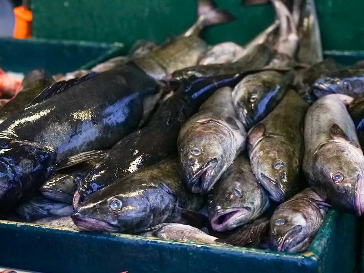 La flota pesquera española pendiente del Consejo de Ministros de Pesca de la Unión Europea (UE) de los próximos días 9 y 10 de diciembre en el que se establecerán las cuotas para 2025. | Foto: Pexels