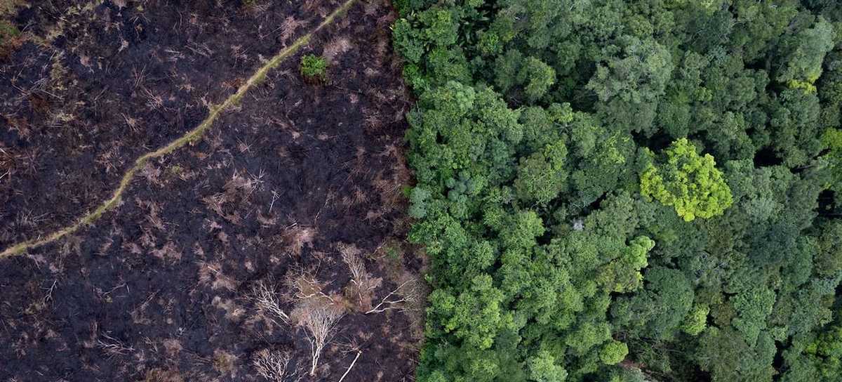 La deforestación libera carbono a la atmosfera, lo que contribuye al cambio climático y degrada los bosques. | Foto:  FAO/Felipe Rodriguez