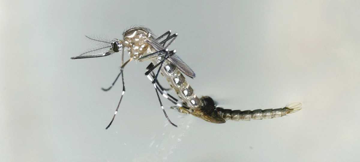 El mosquito aedes aegypti transmite zika, además del dengue y el chikungunya. | Foto: IAEA