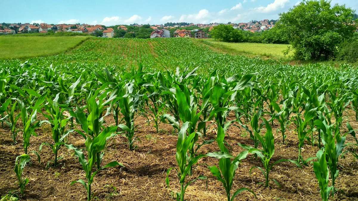 Según SOS Rural, denuncia que con el acuerdo UE-Mercosur pierden los 450 millones de ciudadanos de la Unión Europea y pierde el medioambiente. | Foto: Pexels