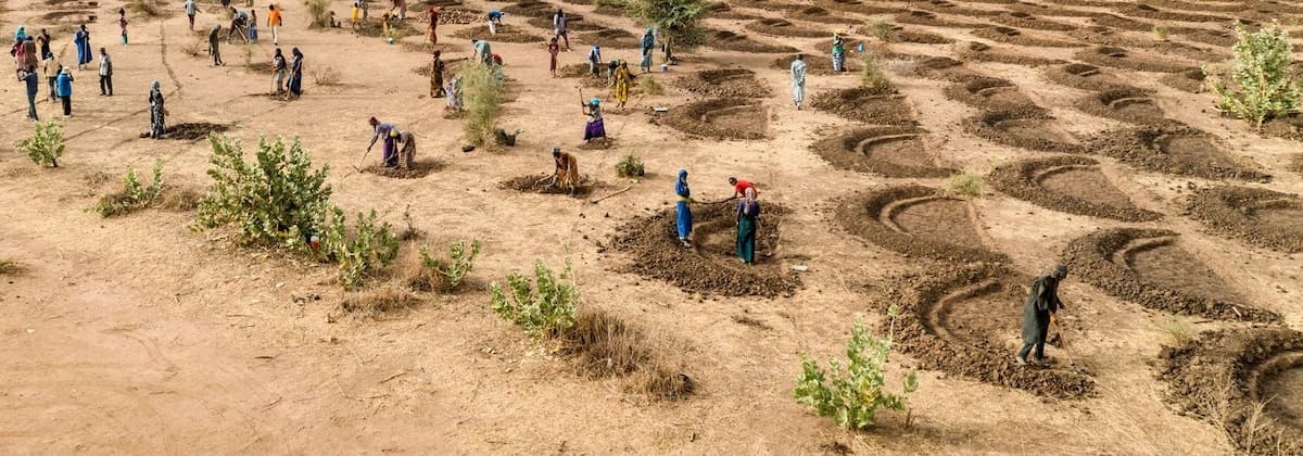 En Senegal, las medias lunas son estructuras semicirculares utilizadas en la acción para rehabilitar los suelos áridos y recoger el agua de lluvia de escorrentía. | Foto: WFP/Evelyn Fey