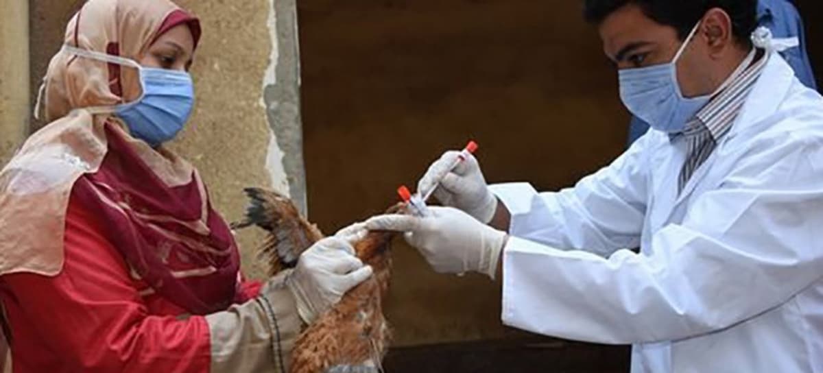 Detener la gripe aviar en seco sólo es posible si los criadores de aves de corral de todos países comprenden cómo prevenir su introducción y propagación. | Foto: FAO/Mohamed Moussa 