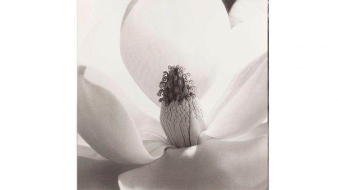 IMOGEN CUNNINGHAM, Magnolia en flor, 1925. Fotografía a las sales de plata. Colección José Luis Soler Vila © 2024 Imogen Cunningham Trust