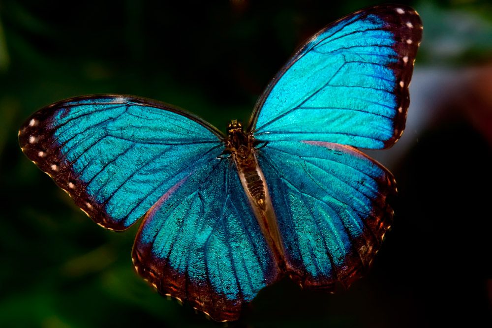 Mariposa de alas azules que pasea por el tiempo