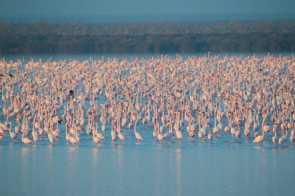 Flamencos en el agua. Marisma de Doñana. | Foto: Rubén Rodríguez Olivares / EBD-CSIC