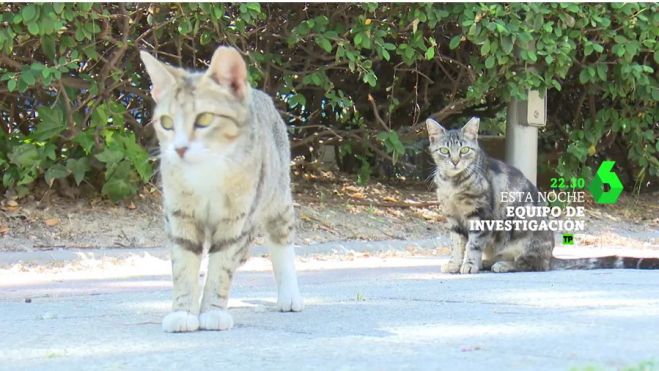 El reino de los gatos, Equipo de Investigación, La Sexta