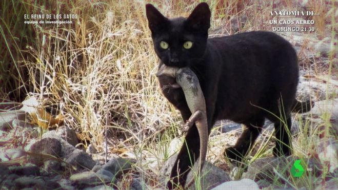 El reino de los gatos, Equipo de Investigación, La Sexta