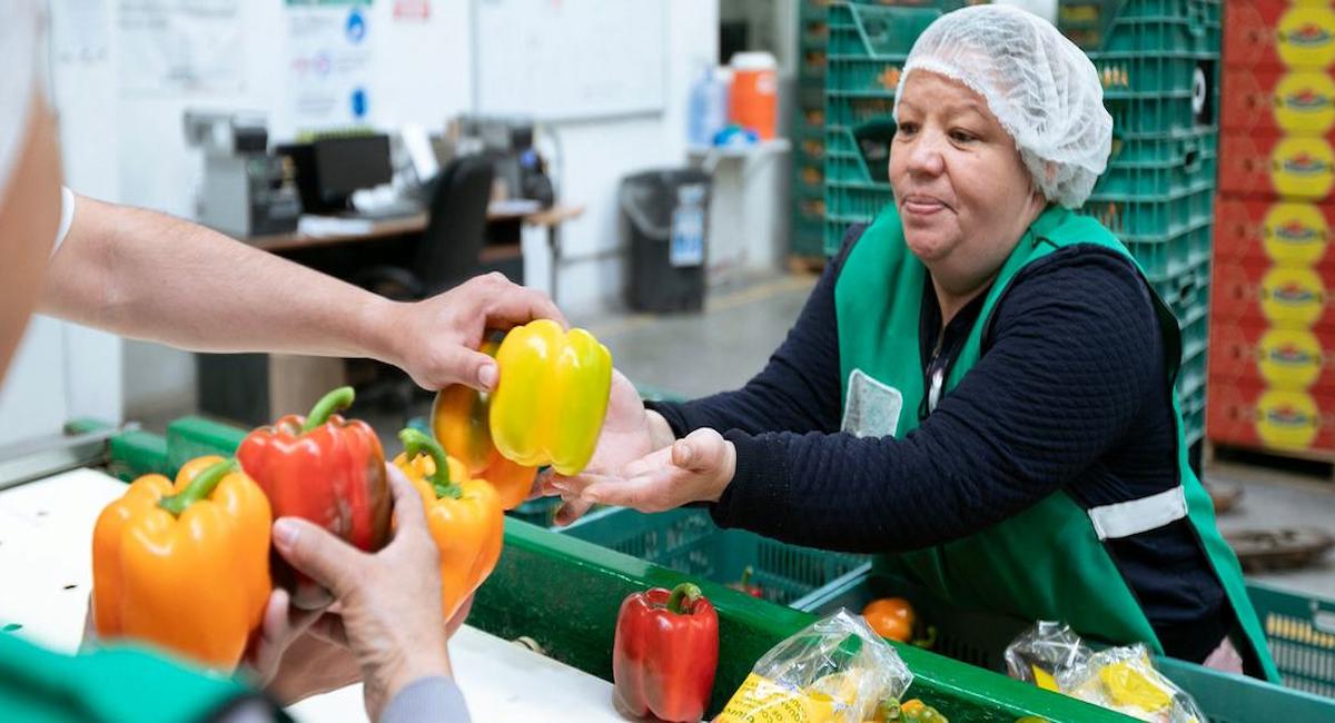 Los niveles de informalidad y pobreza laboral volvieron a ser los de antes de la pandemia, tras lo cual la recuperación del empleo ha perdido impulso para generar nuevas mejoras y acercarse a los Objetivos de Desarrollo Sostenible. | Foto: OIT/BMF Media