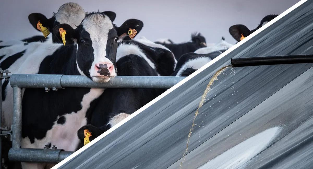 El informe muestra que la contaminación por nitratos, según las concentraciones máximas alcanzadas en los puntos de medición, sigue afectando a un elevado 39% de las aguas. | Foto: Greenpeace