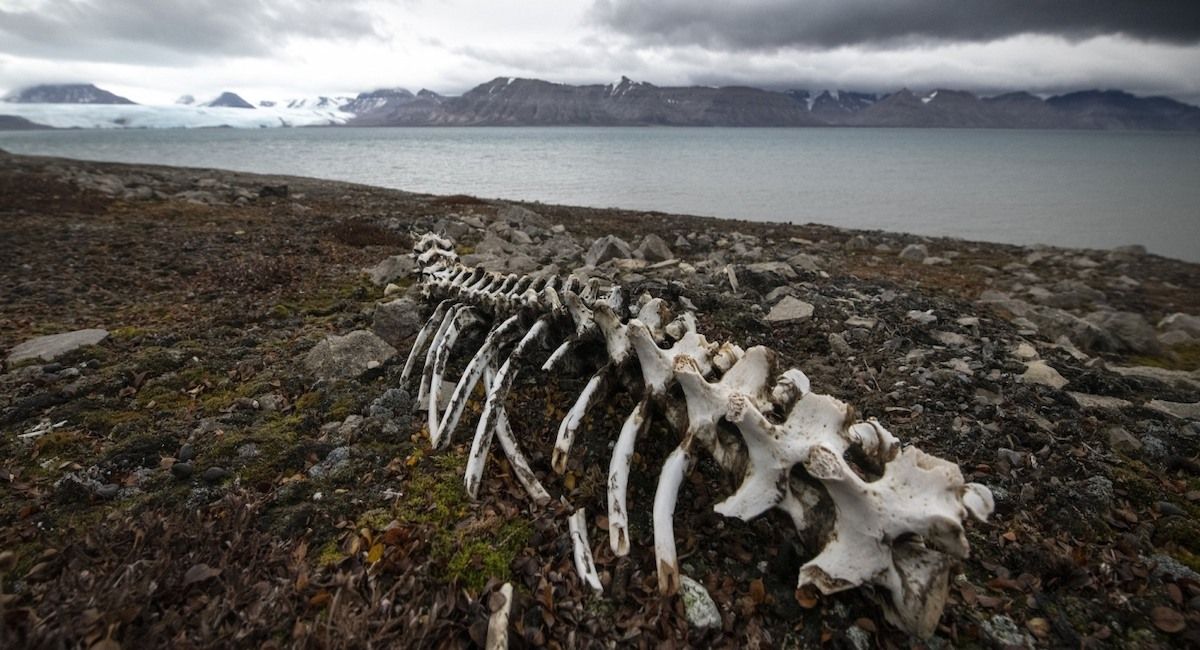 Además de microbios, se estima que el permafrost del mundo contiene 1.500 gigatoneladas de carbono, aproximadamente el doble que la atmósfera. A medida que el permafrost se descongela, su carbono se descompone y se libera a la atmósfera en forma de dióxido de carbono o metano.| Foto: AFP/Olivier Morin/UNEP