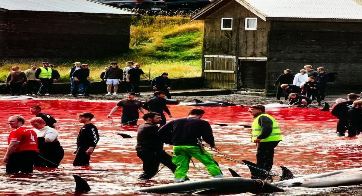 Las entidades animalistas y ecologistas exigen a los supermercados de España que dejen de vender productos de las Islas Feroe, "debido a la participación activa de la industria pesquera feroesa en las cacerías de ballenas y delfines". | Foto: Fundación Capitán Paul Watson Reino Unido