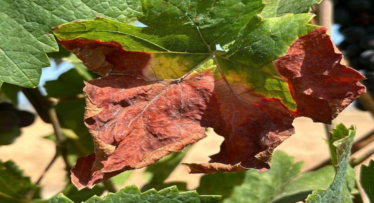 Hojas de vid afectadas por la enfermedad de Pierce. | Foto: IFISC-UIB-CSIC