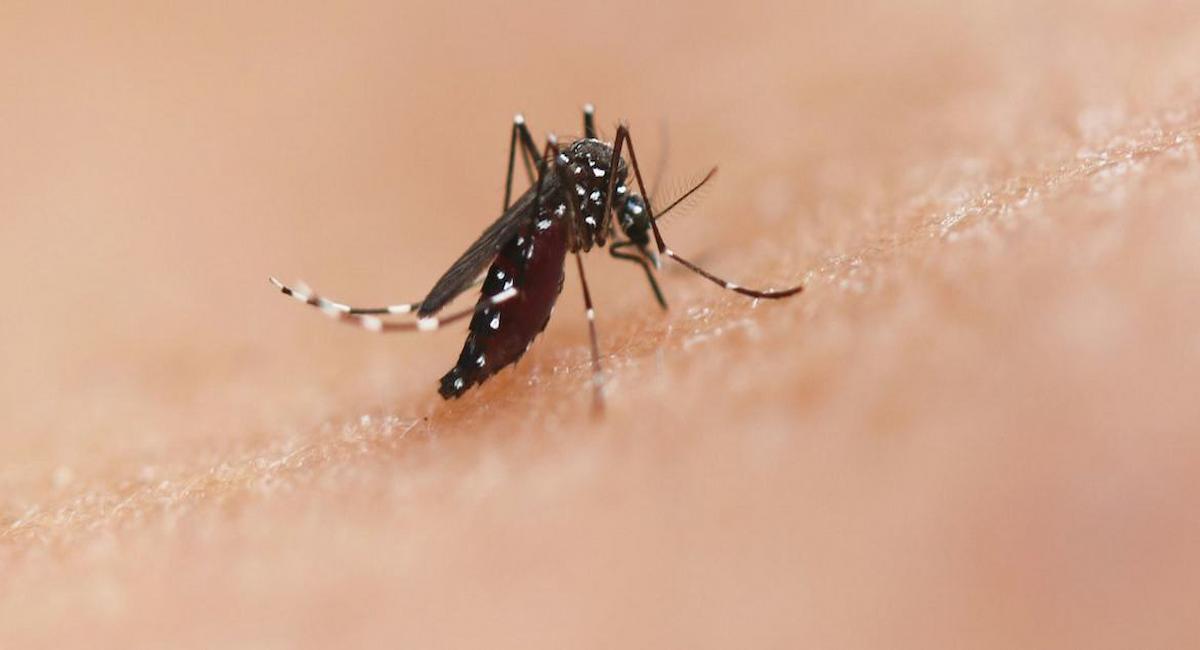 La especie de mosquito Aedes puede transmitir enfermedades como el chikungunya, el dengue y el zika. | Foto: NIAID