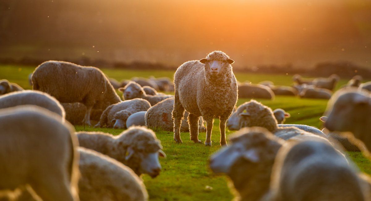 La gravedad de la enfermedad del virus de la lengua azul varía entre las distintas especies y cepas, siendo los síntomas más graves en las ovejas. | Foto: ISTOCK