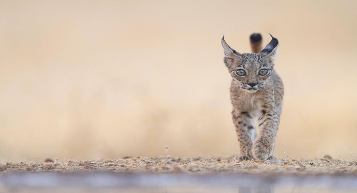 El lince ibérico sigue amenazado por los atropellos, la caza ilegal y el descenso en un 70 % de la población de conejo de monte, su principal alimento, en los últimos 10 años. | Foto: Antonio Liébana / WWF