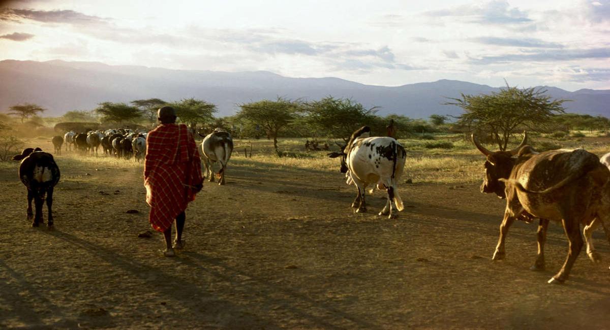 En enero, un tribunal de Kenia declaró que dos de las principales áreas de conservación creadas por la organización conservacionista  Northern Rangelands Trust (NRT) eran inconstitucionales y carecían de base legal. | Foto: Survival International