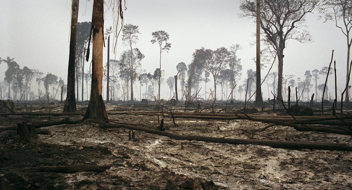 El sistema de evaluación comparativa clasifica a los países como de riesgo alto, estándar o bajo, y los productos con riesgo de deforestación procedentes de países de alto riesgo deben someterse a un mayor número de controles aduaneros al llegar a la UE. | Foto: Pano