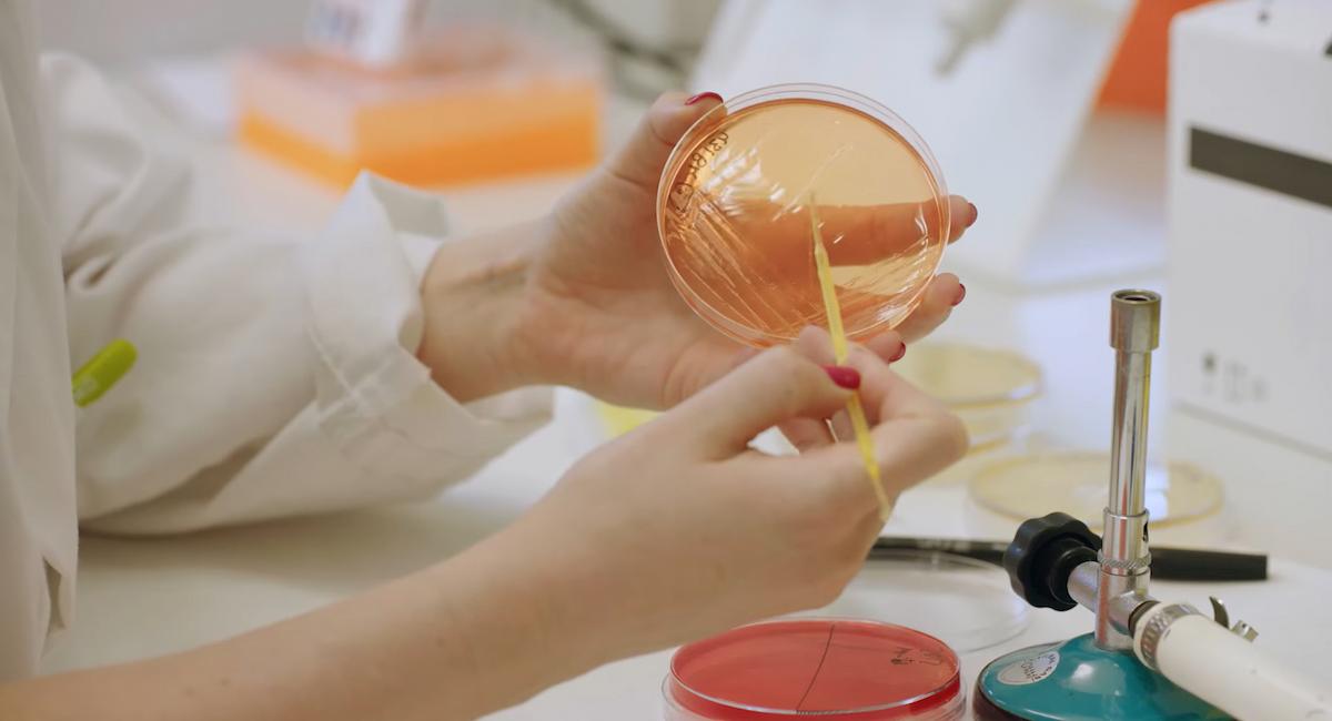 Una investigadora del equipo del CSIC manipula una placa con bacterias en el laboratorio. |Foto: IATA-CSIC