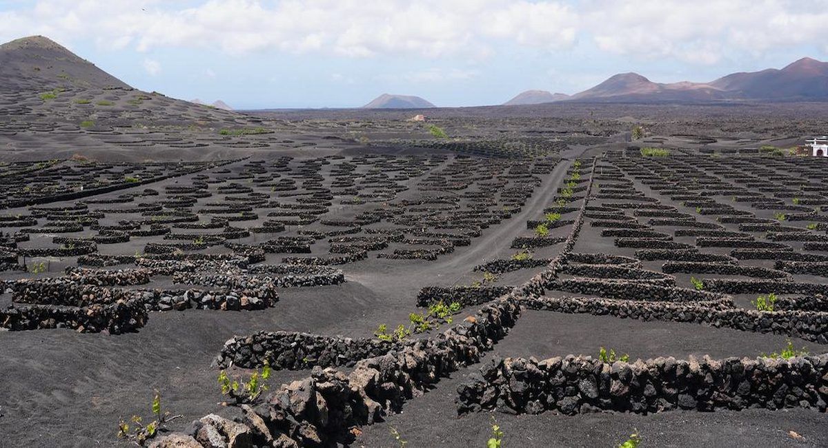 Sistemas Agrícolas en Jable y Arenas Volcánicas en la Isla de Lanzarote. Con las nuevas incorporaciones de Brasil, España y México, la red mundial del patrimonio agrícola de la Organización para la Agricultura y la Alimentación (FAO) cuenta ahora con 95 sistemas en 28 países de todo el mundo.| Foto: FAO/Lis Sánchez